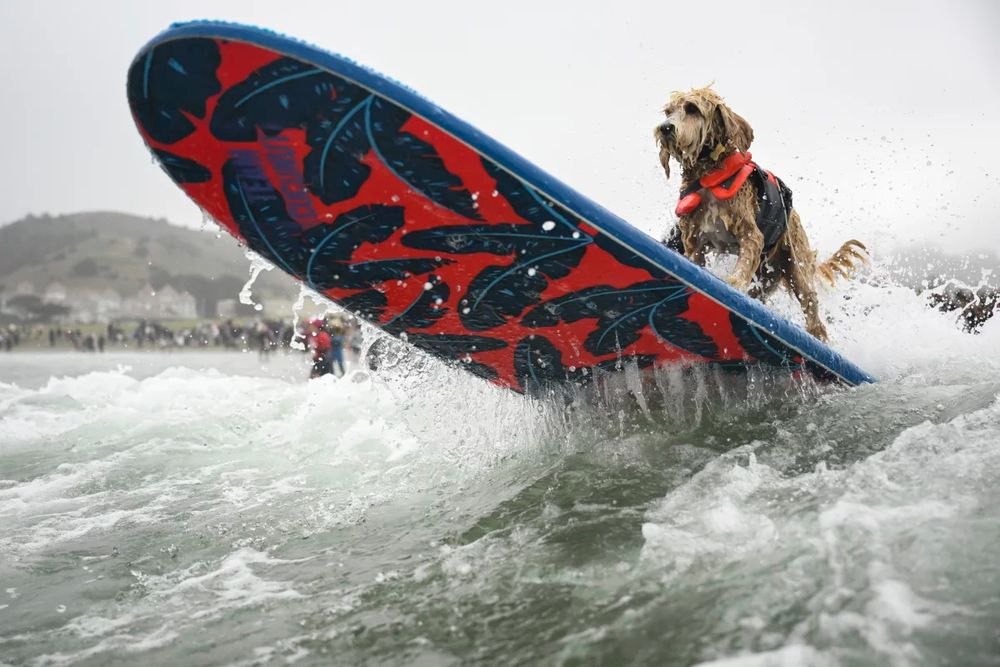Coconut is pushed through the breakers during the World Dog Surfing Championships Saturday, Aug. 2, 2025, in Pacifica, Calif.
Eakin Howard/AP
