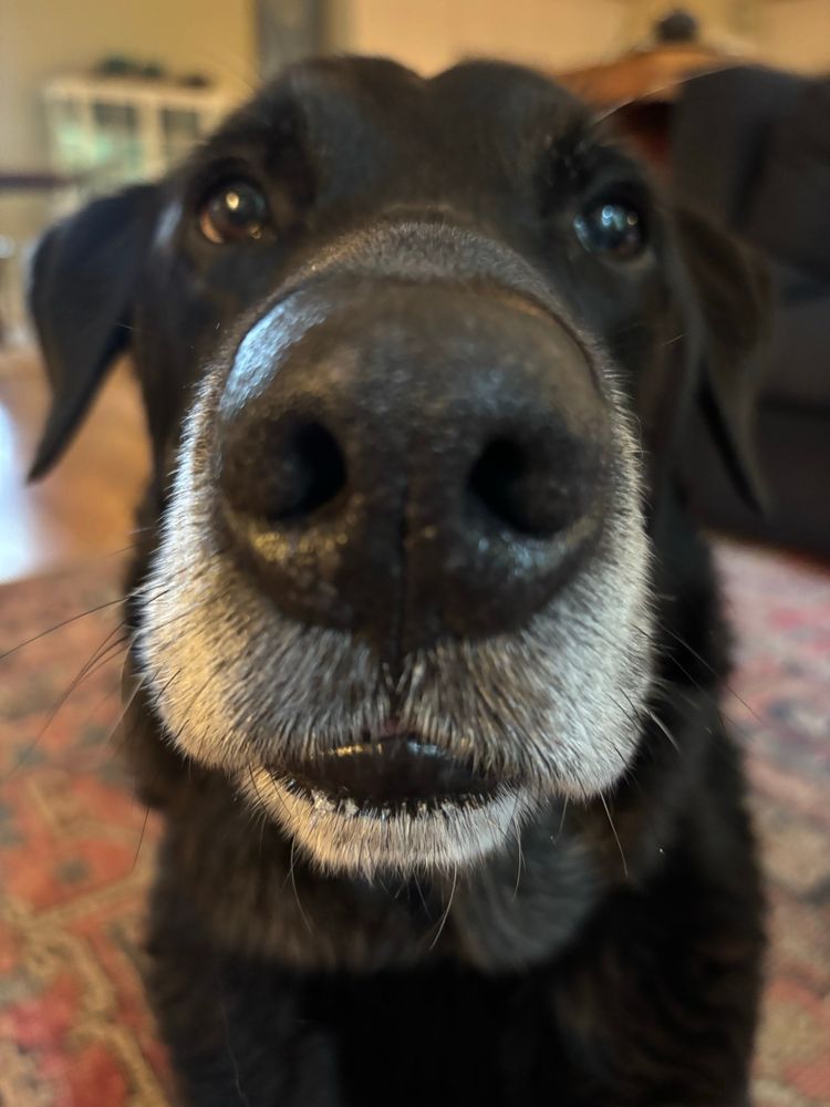 A black dog with a white muzzle