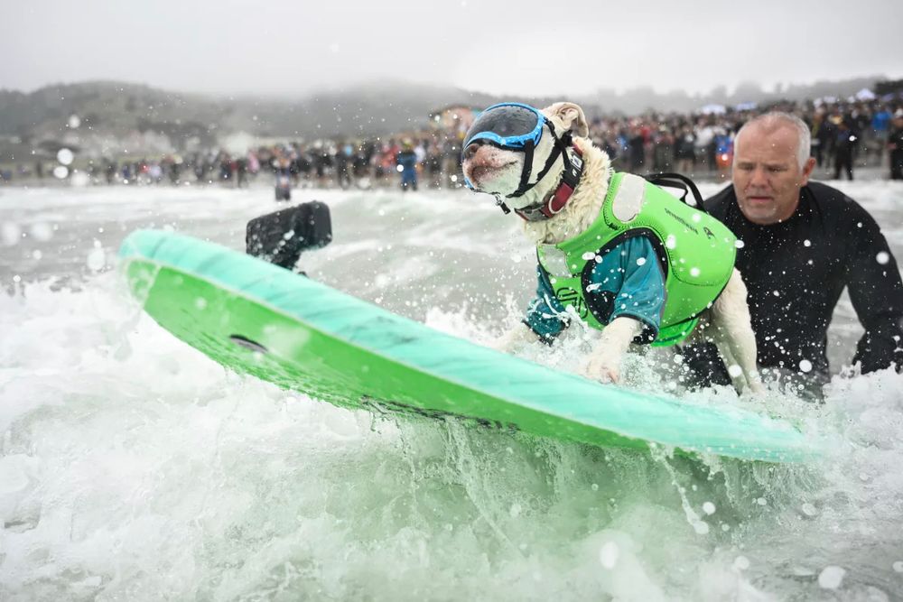 Faith the surfing Pitbull gets pushed through the breakers by James Wall during the World Dog Surfing Championships Saturday, Aug. 2, 2025, in Pacifica, Calif.
Eakin Howard/AP