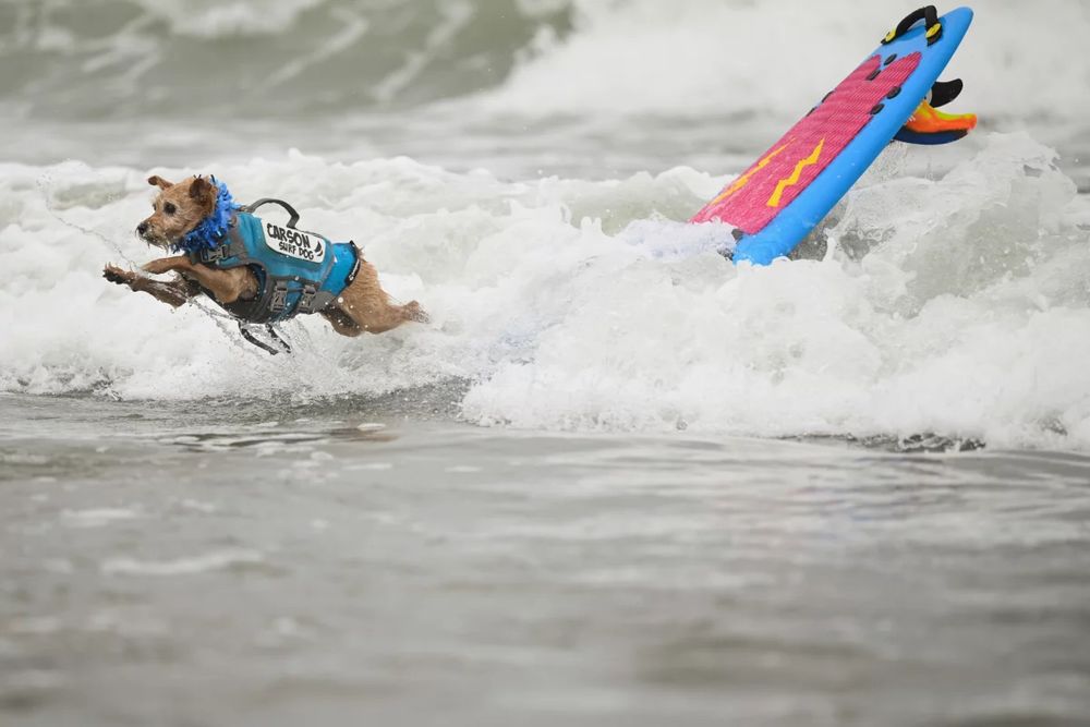 Carson Surf Dog jumps off his board after catching a wave during the World Dog Surfing Championships Saturday, Aug. 2, 2025, in Pacifica, Calif.
Eakin Howard/AP