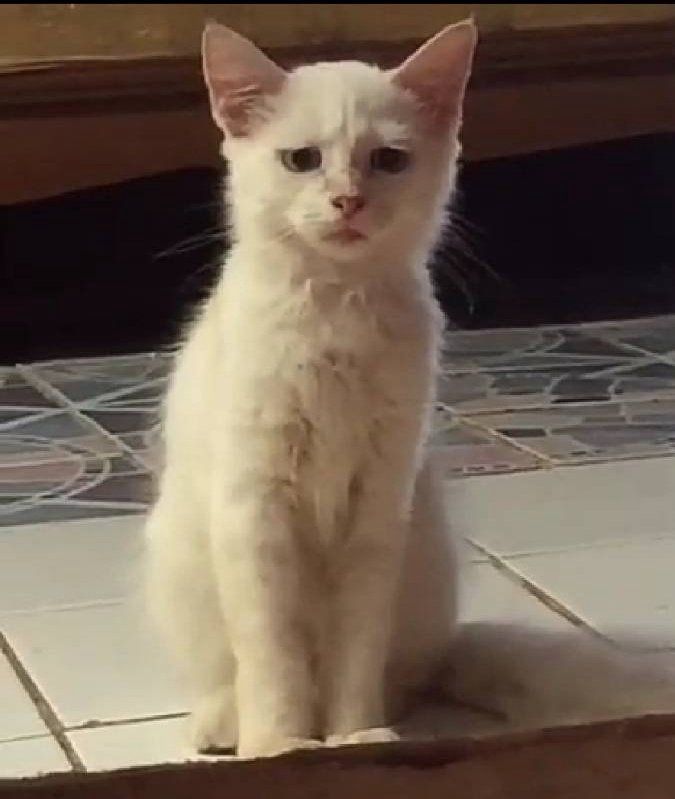 Eine weiße Katze sitzend auf Fliesen mit einem erschöpften Blick 
