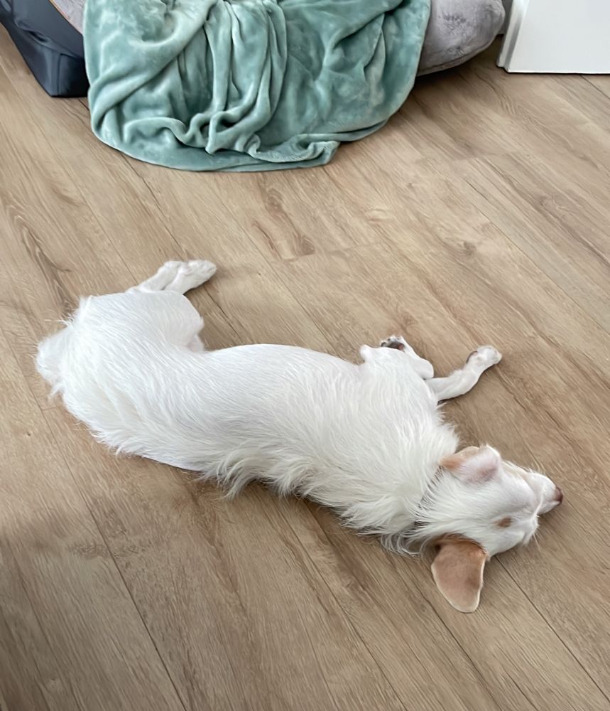 Kleiner weißer Hund mit braunen Ohren liegt auf der Seite auf dem Boden 