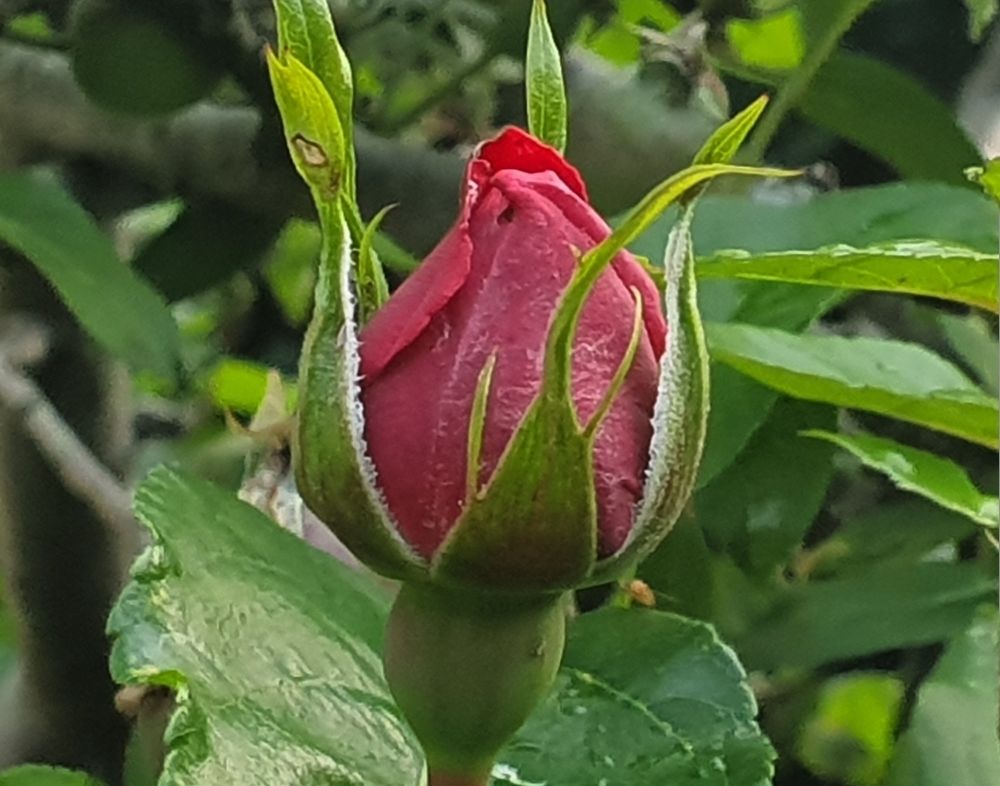 Rote Rose Blütenknospe umgeben von grünen Rosenblättern