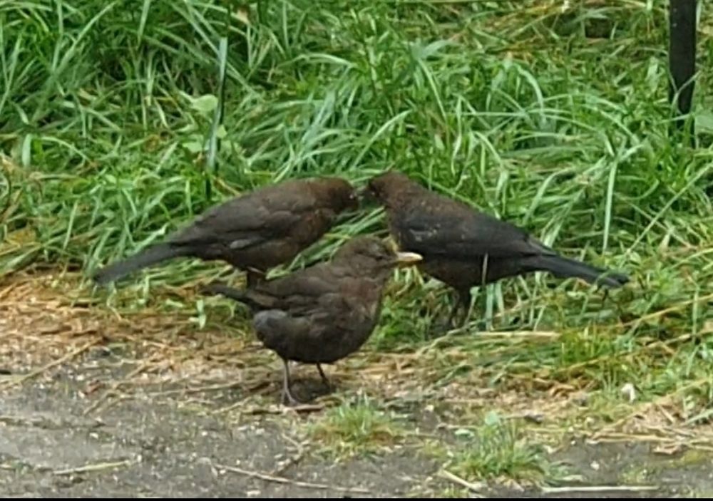 Zu sehen sind 3 Amseln,
1 Jungamsel wird gefüttert 
Die Umgebung besteht aus etwas Stein - Pflasterung und höher gewachsenen Gräsern