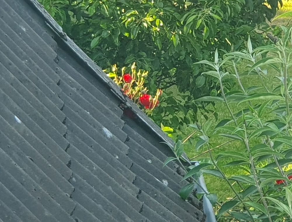 Es ist ein Teil eines Daches zu sehen,
eine rote Kletterrose wächst über den Dachrand hinaus.
Herum sind grüne Sträucher, Bäume und Rasen zu sehen 