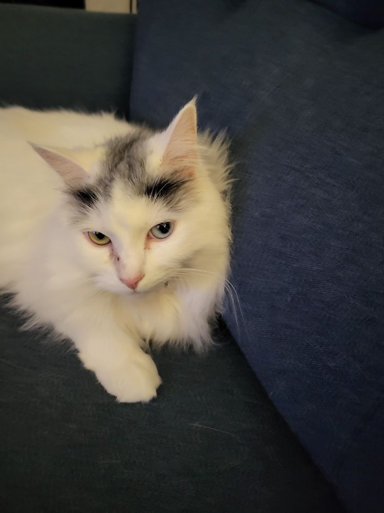 While cat with grey head and heterochromia on a blue couch.