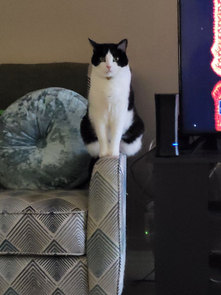 Black and white cat standing on blue, white and grey chair.