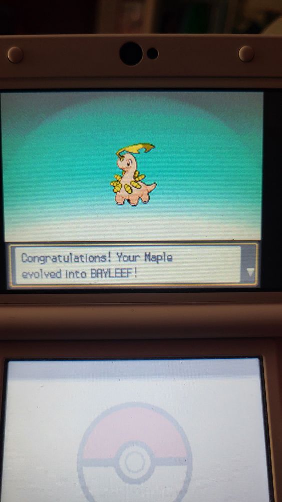 A Shiny Bayleef just after evolving.
