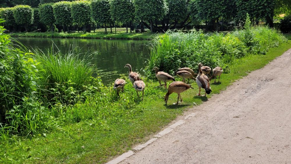 Befestigter Weg durch den Schlosspark Wickrath, am linken Rand ein Grünstreifen, auf dem sich ein knappes Dutzend Gänse aufhalten und mit ihren Schnäbeln das Gras absuchen. Im Hintergrund ein Gewässer, an dessen Rand entlang Laubbäume stehen.