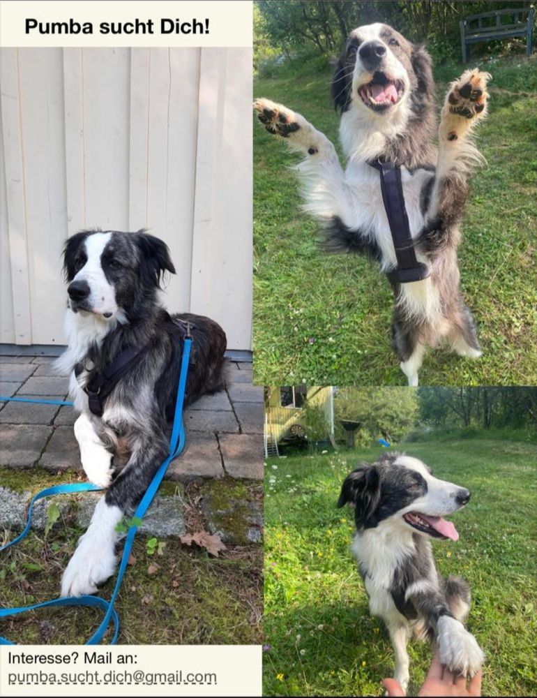 Eine Fotocollage mit Pumba, ein Border Collie-Mix mit schwarz-weißem, langem Fell sitzt im auf einem Bild im Gras und hebt spielerisch seine Vorderpfoten, als würde er versuchen zu umarmen oder "Hallo" sagen. Auf einem weiteren Foto sitzt er ebenfalls im Gras, schaut entspannt zur Seite und gibt "Pfötchen". Auf einem dritten Foto liegt er entspannt auf dem Pflaster vor einem Garagentor. Er trägt ein schwarzes Geschirr mit blauer Schleppleine und seine Körpersprache wirkt, als würde er geduldig etwas beobachten. Über der Collage steht "Pumba sucht dich!", unter der Collage steht "Interesse? Mail an: pumba.sucht.dich@gmail.com".