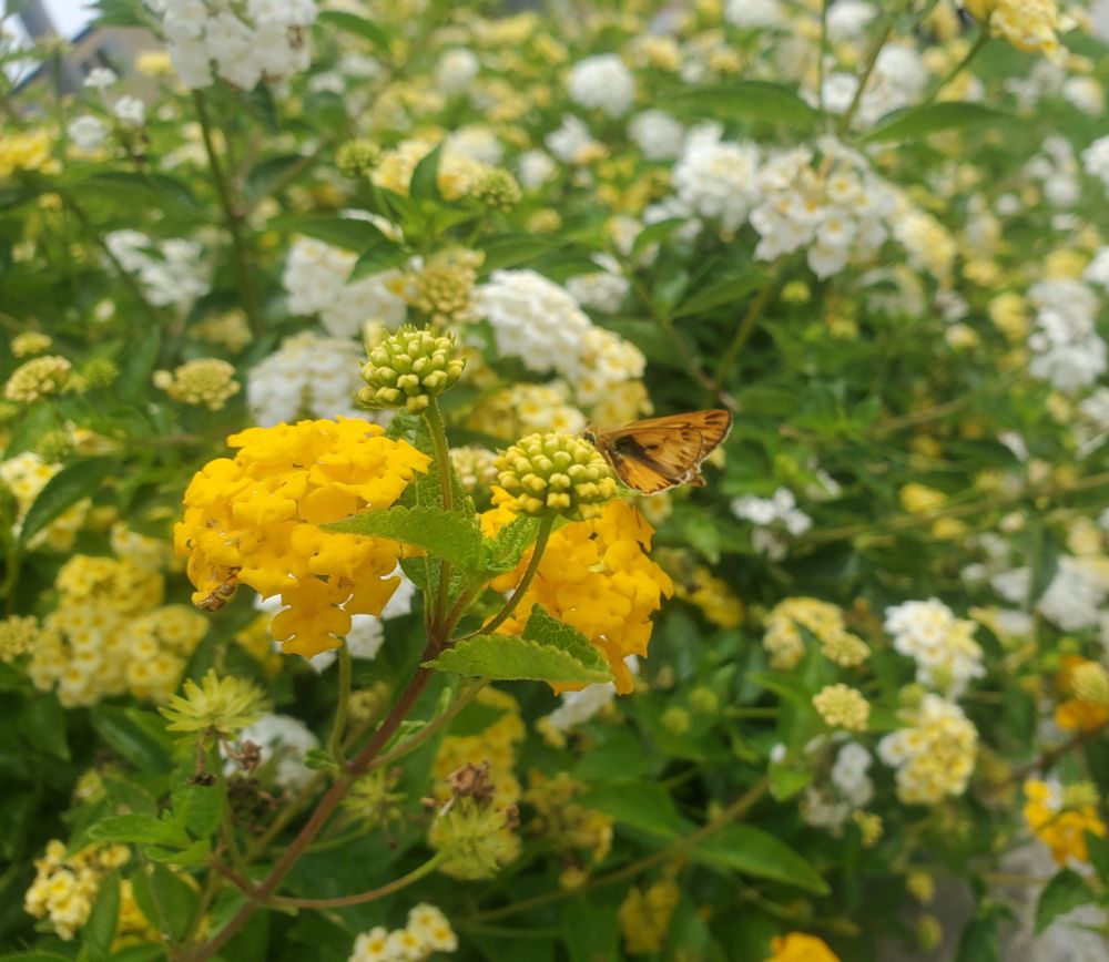 Photo of yellow flowers and a small butterfly