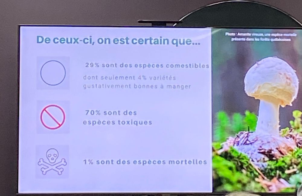 De ceux-ci, on est certain que...
29% sont des espèces comestibles dont seulement 4% varlétés gustativement bonnes à manger
70% sont des espèces toxiques
1% sont des espèces mortelles