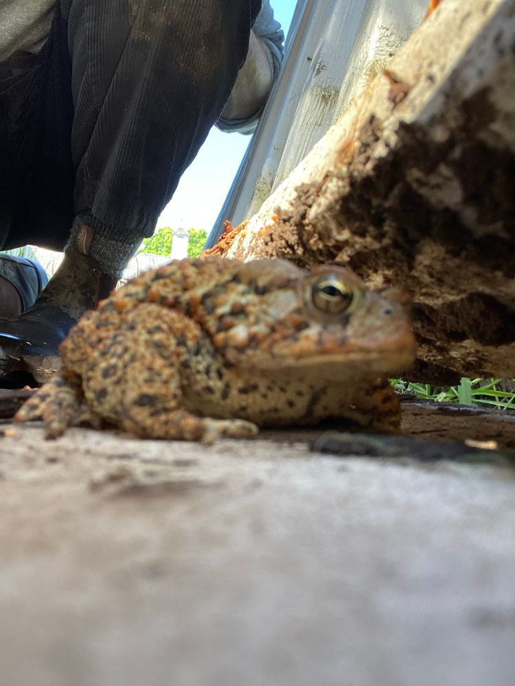 Big spotted frog in some debris 