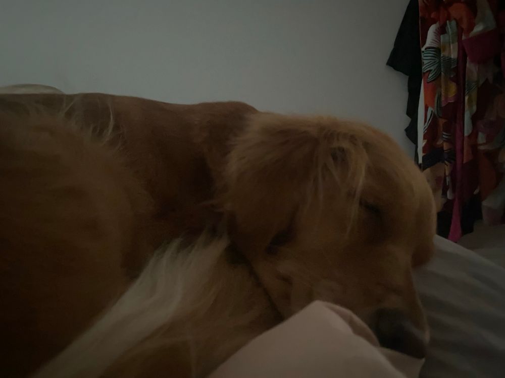 A golden retriever with its eyes shut tight