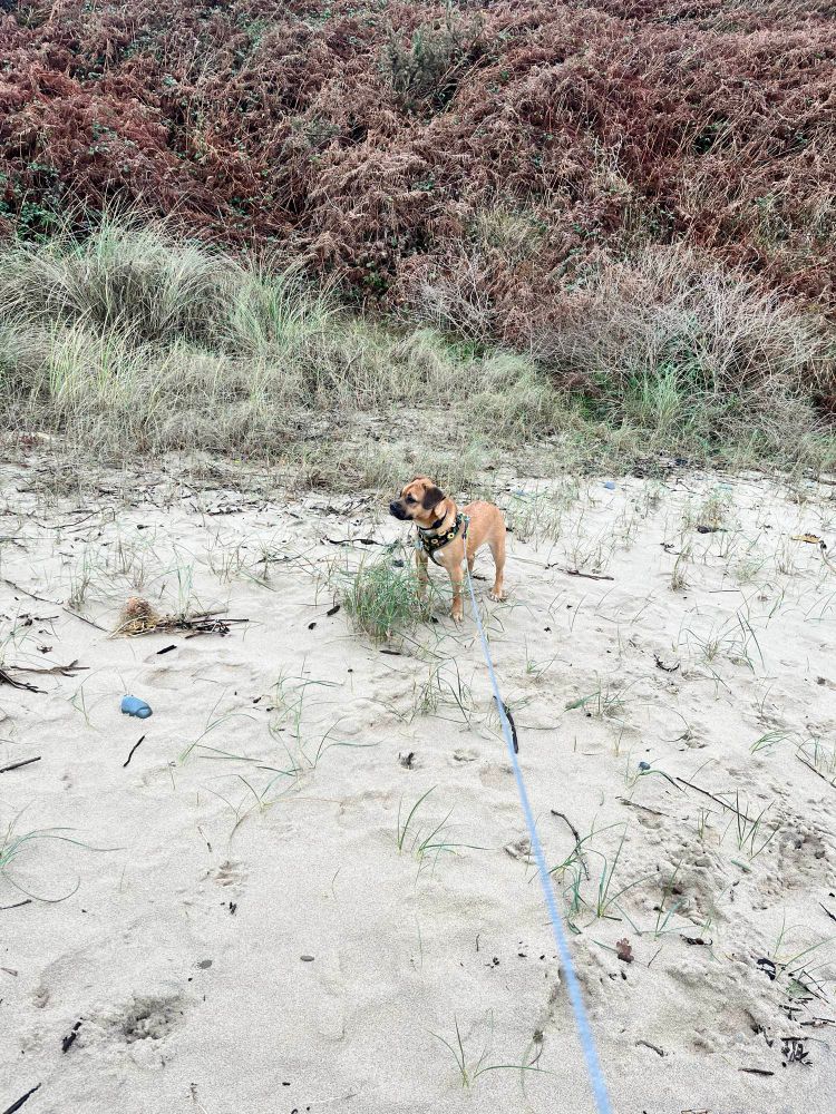 A small brown dog in a sunflower harness is staring off into the distance. She is on an extendable leash on the beach. The sand is soft and almost stone less with tufts of tall grass. In the background the sand dune is completely covered in scrub growth. 