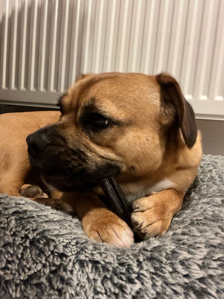 Close up of a small brown dog on her fluffy cushion. She chews on a bully stick which she holds in between her two front paws 
