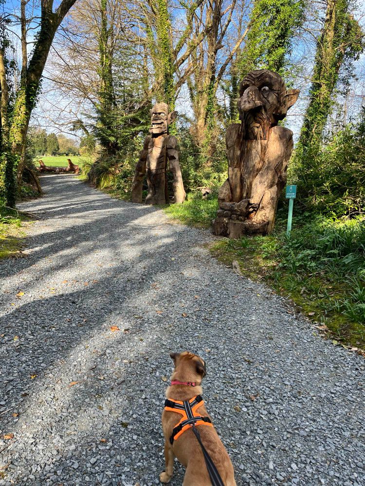 A small dog on her harness and lead is standing on a gravel path in the woods looking away from the camera toward two large carved wooden sculptures of ‘giants’ which sit to the right of the path.  