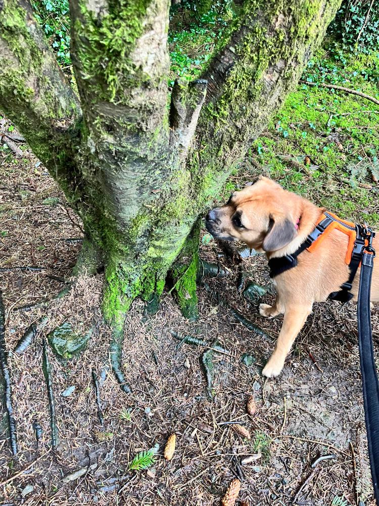 A small brown dog in her orange and black harness is sniffing the trunk of a moss covered tree very carefully. 