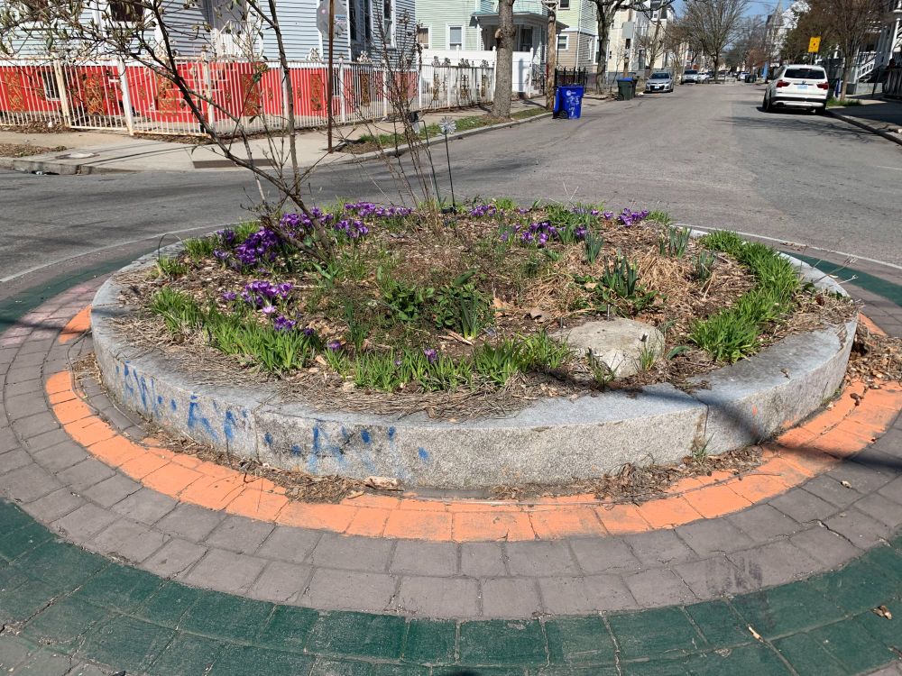Crocuses in traffic circle.