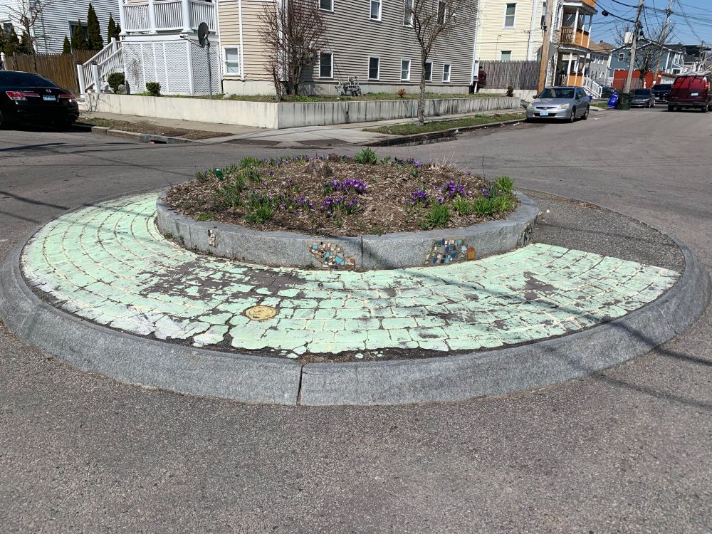 Crocuses in traffic circle.