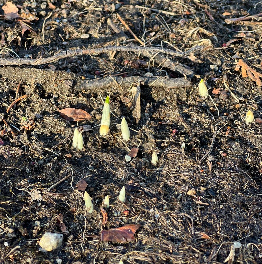 Crocuses starting to peep out from cold winter ground.