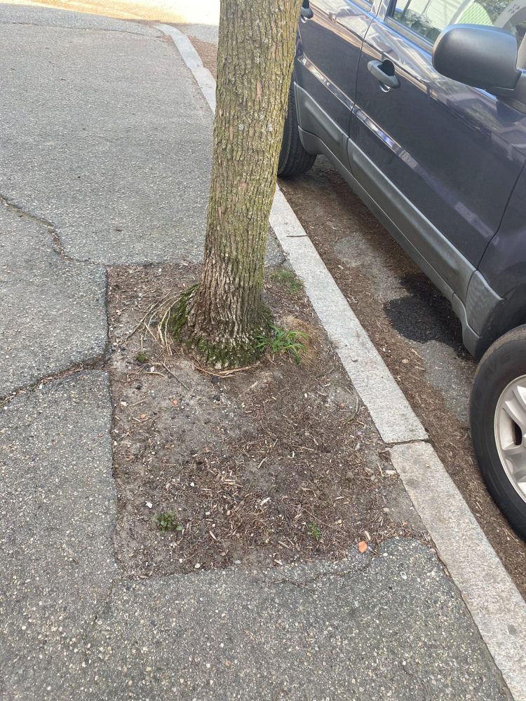 Barren tree pit.