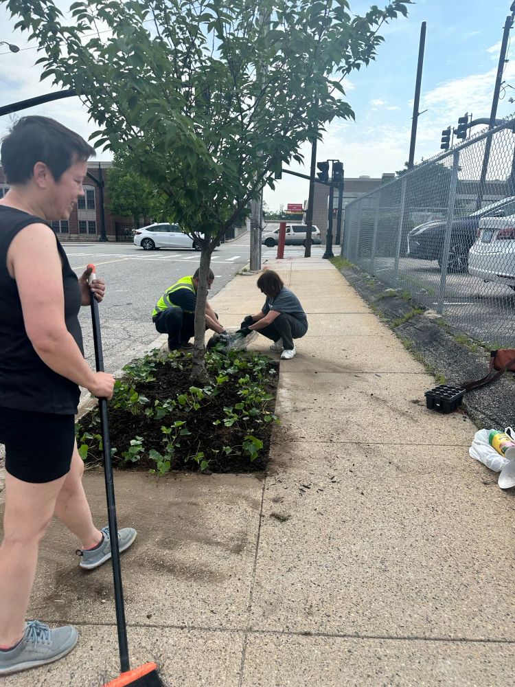 Folks planting at a street tree near Elmwood in Providence.