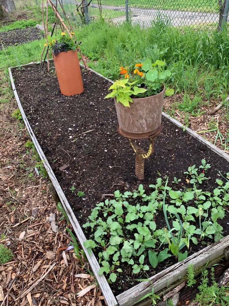 Flowers at Joslin Community Garden.