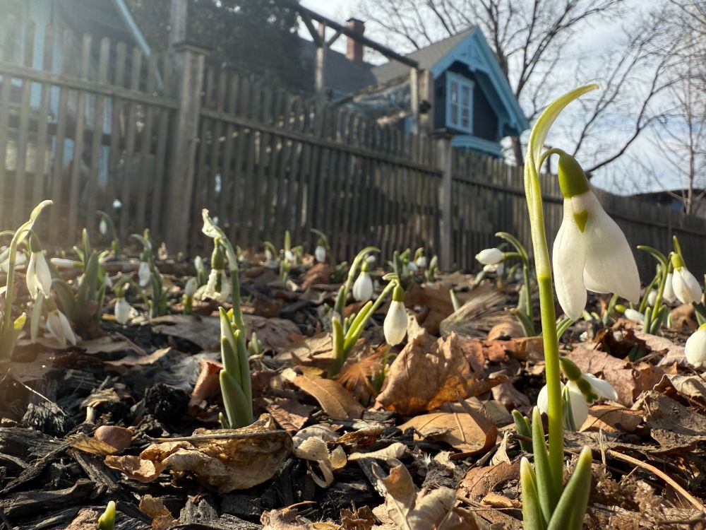 Snowdrop flowers coming up in early March in Providence.