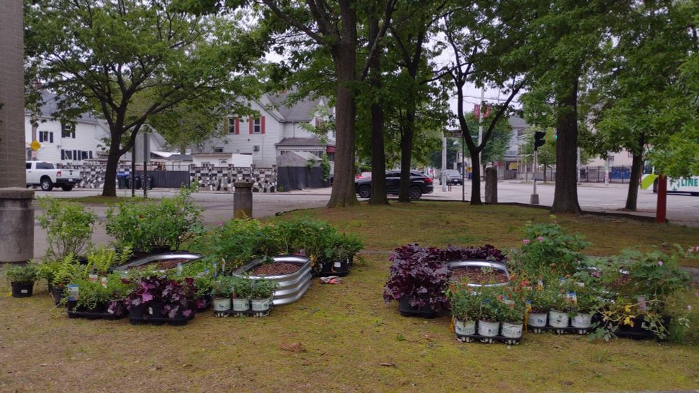 Plants ready for planting.