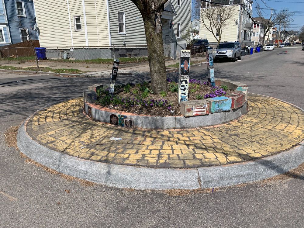 Crocuses in traffic circle.