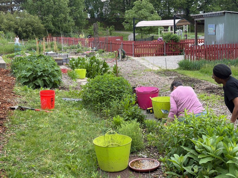 Volunteers in community garden.