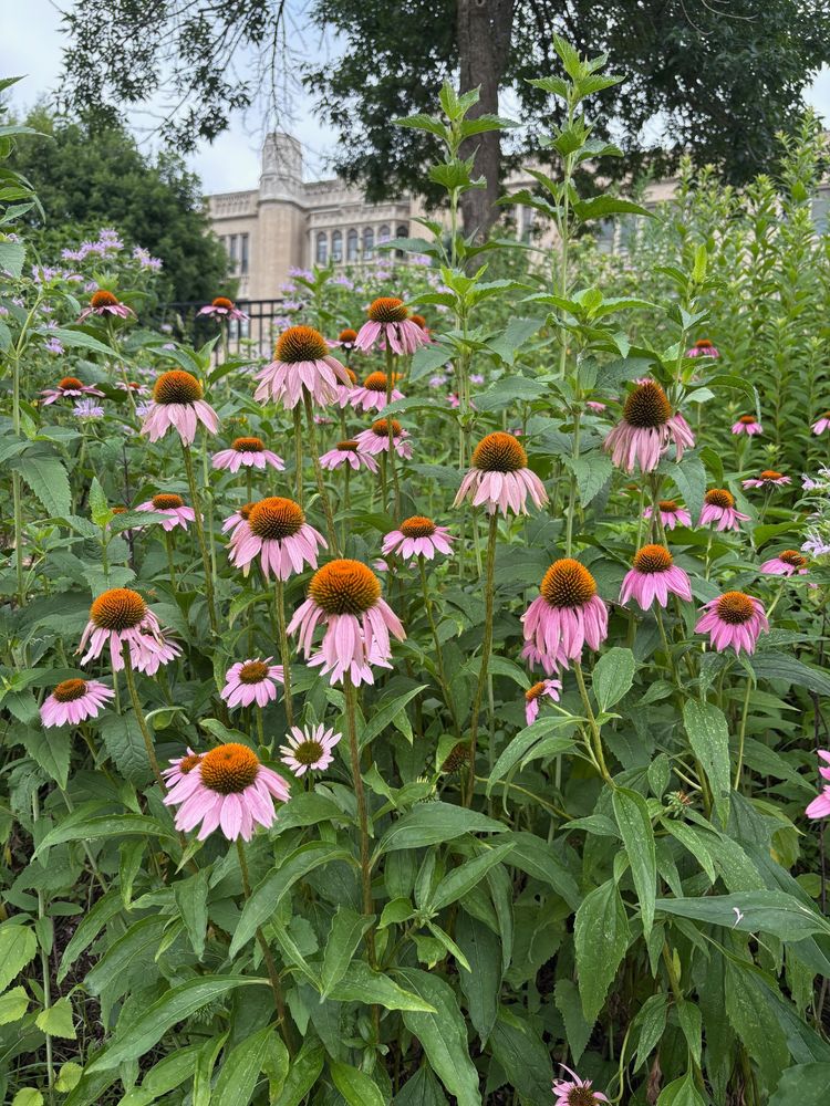 Purple coneflower in bloom.