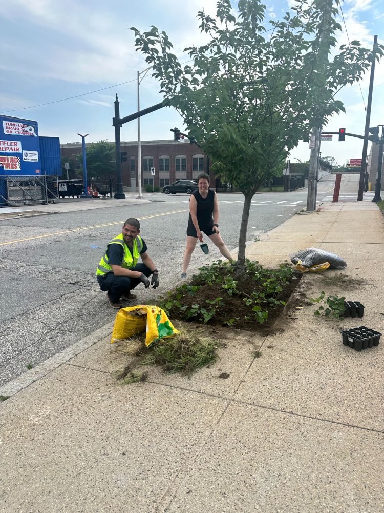 Folks planting at a street tree near Elmwood in Providence.