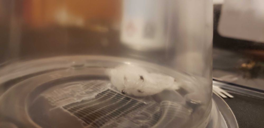 The removed nest of a mother jumping spider (Crumb) containing spiderlings in a plastic container