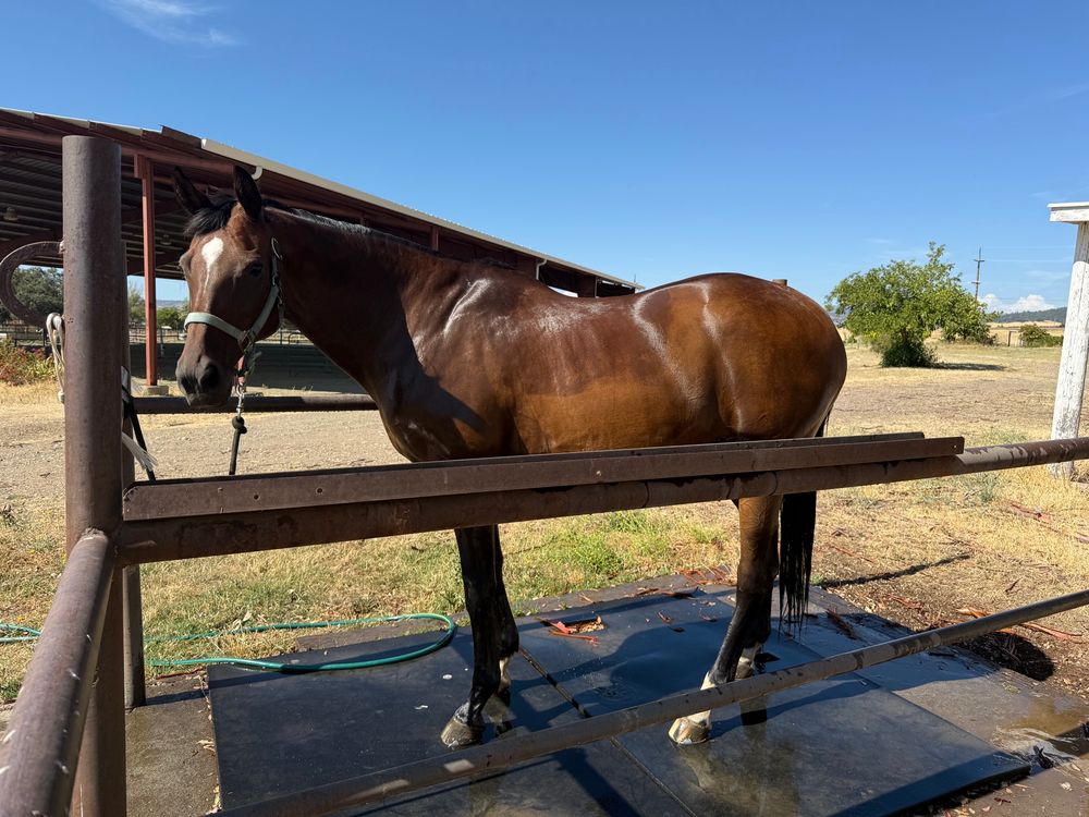 The same bay horse, this time you can see her face with a white star. Her neck is about 4 inches wider, and her back has a few more inches of topline. Her booty is much rounder 