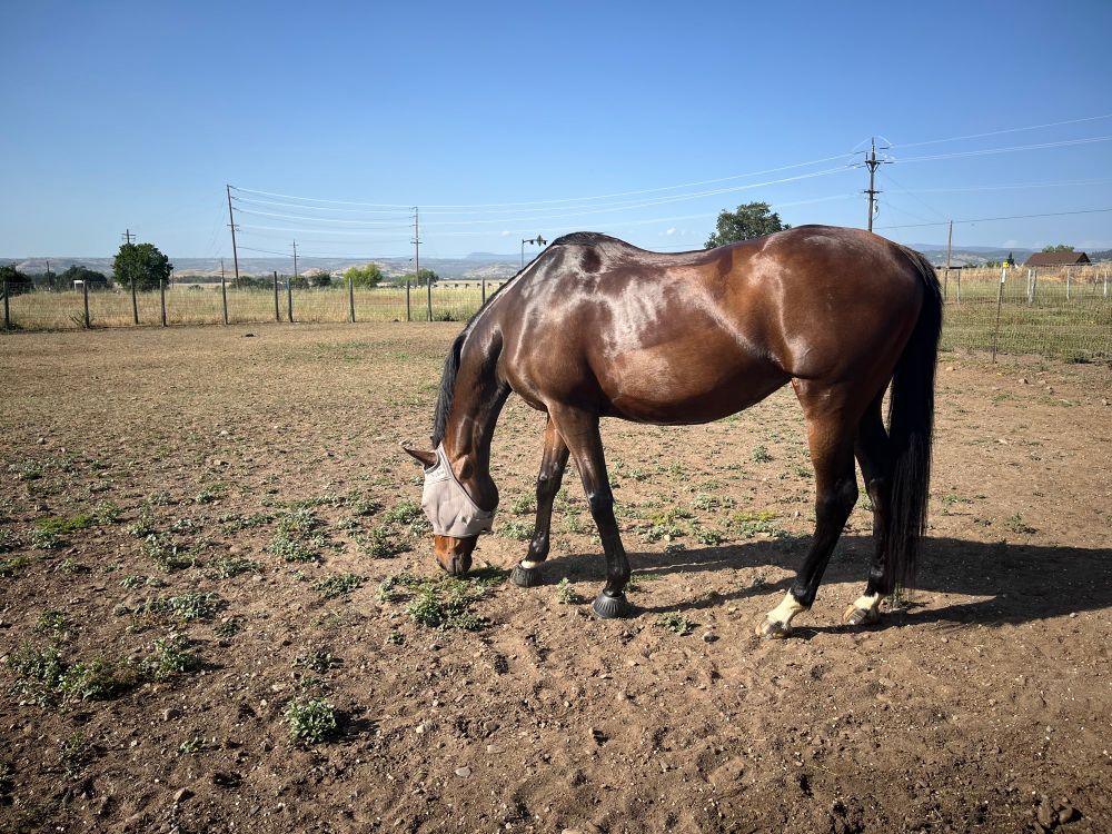 A picture of a bay horse with hind white patterns sniffing in a field. She is shiny and wet, and looks fit and lean. 