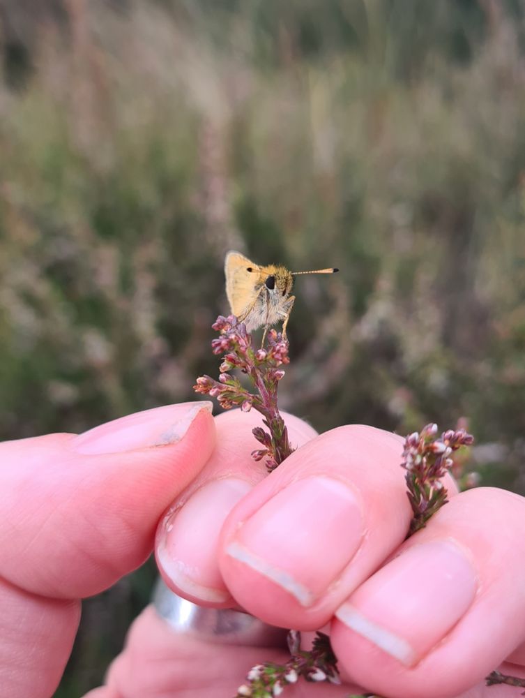 A face-on photo of a small orange butterfly, perched on the top of heather being held in place by a hand.