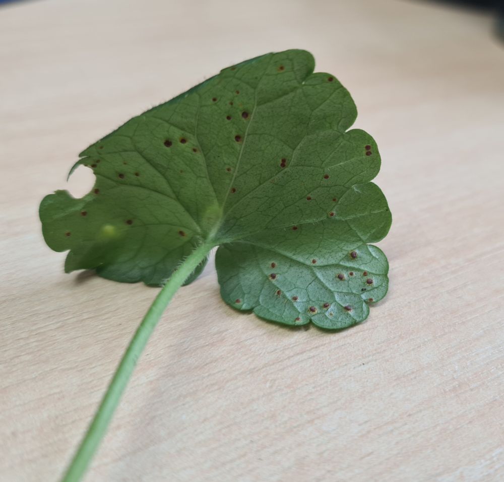 Underside of a leaf with small orange-brown spots