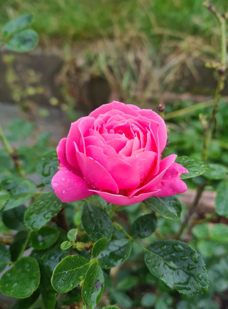 A bright pink rose, with some dew drops on the petals 
