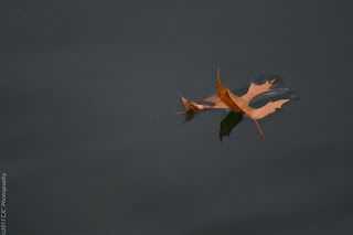 a single oak leaf drifts in a puddle of water