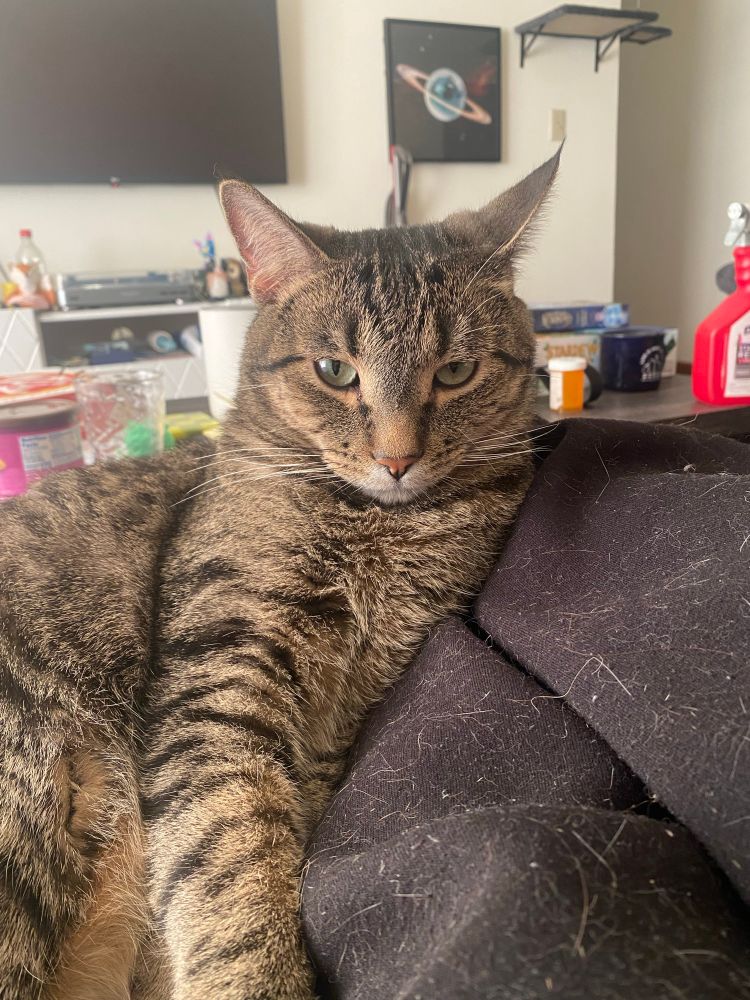 brown tabby cat laying against my legs, my living room in the background