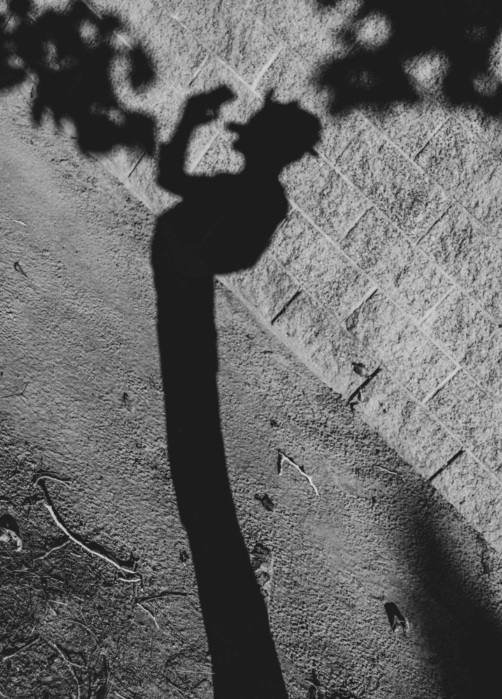 Black and white high contrast photo of a person's shadow. It stands and distorts so it looks like it has long legs and bends backwards. The shadow is wearing a mask and looking at a phone while shadows of leaves on branches point to the shadow.