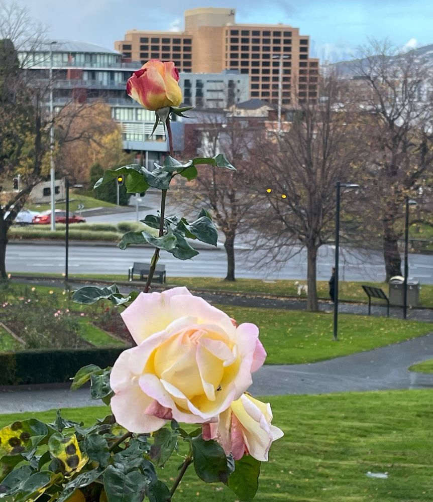 Pink rose on a cloudy day