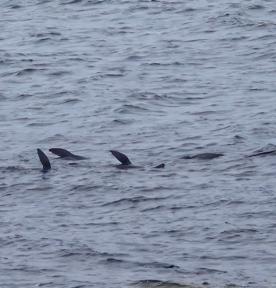4 Dolphins playing 