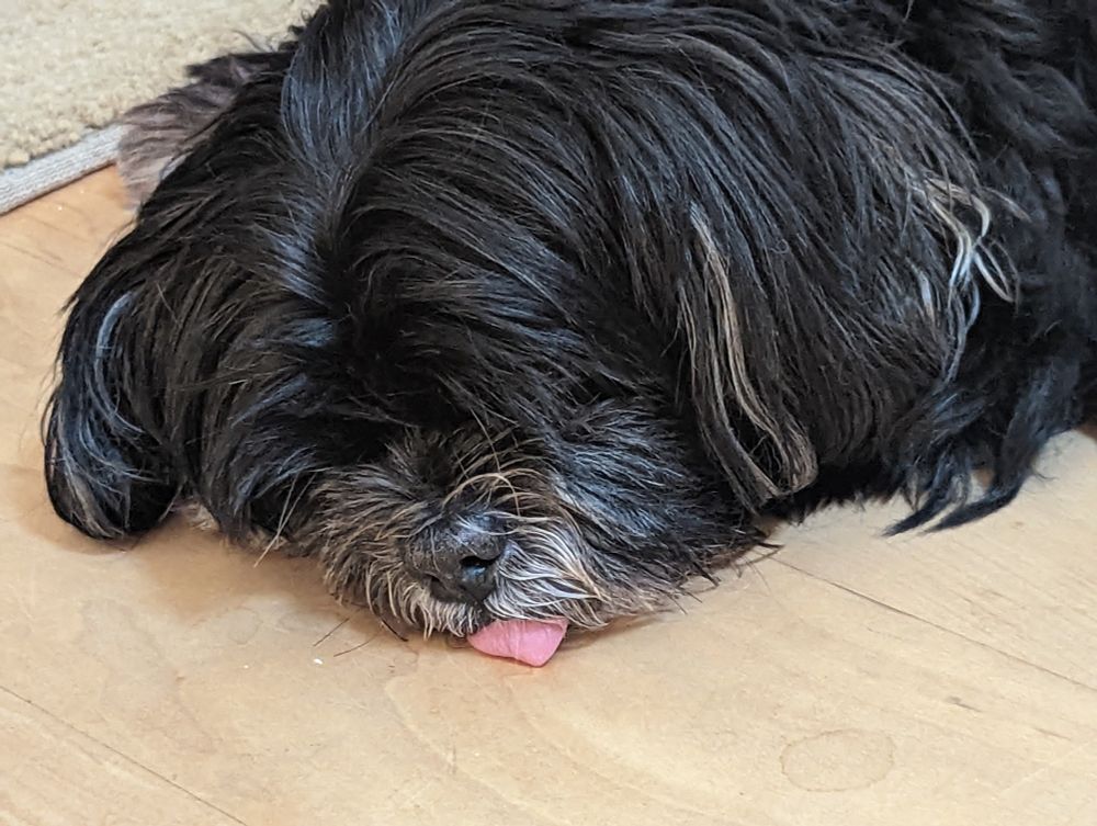 picture of my former dog Jorge de La Martinez, aka Jorge arf arf Martinez