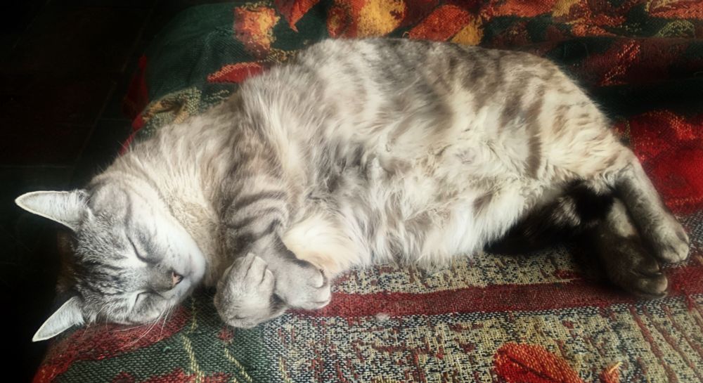 Cat sleeping