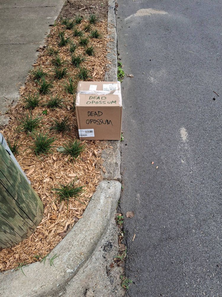 Box reading "dead opposum"