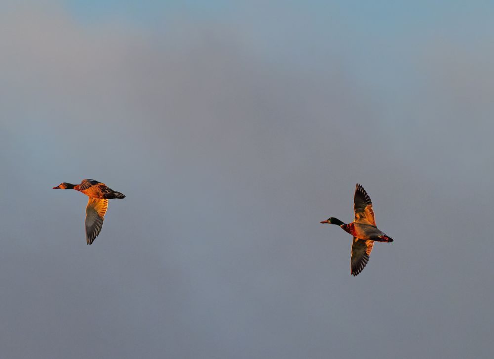 Mallard