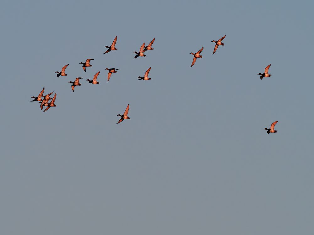 Ring-neck Ducks